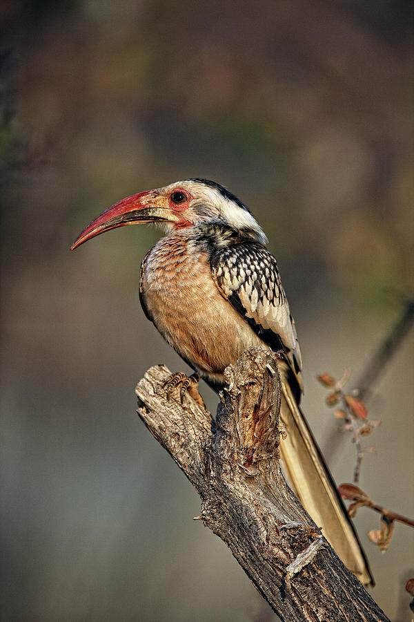 Wildlife Photograph - Southern Yellow -billed Hornbill Tockus by David Santiago Garcia