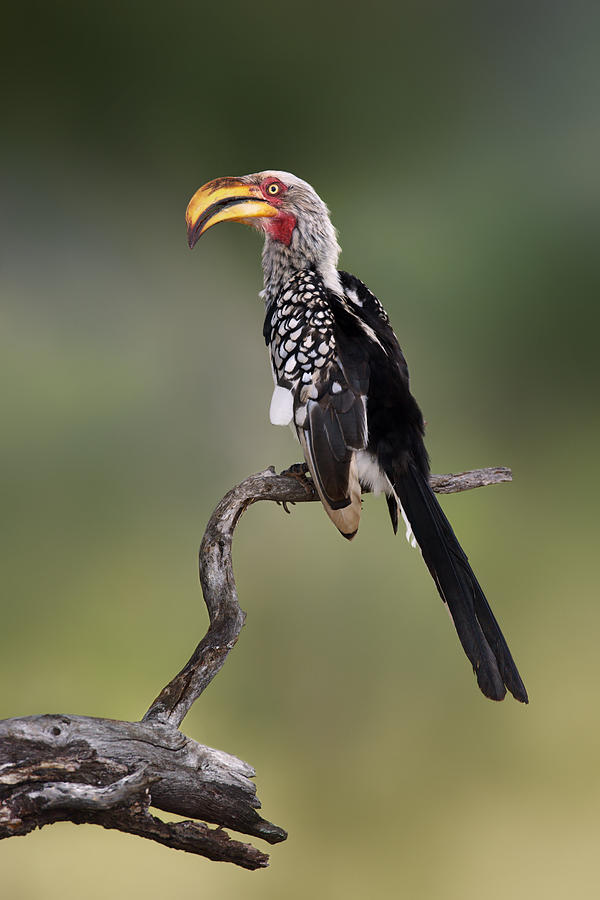 Wildlife Photograph - Southern Yellowbilled Hornbill by Johan Swanepoel
