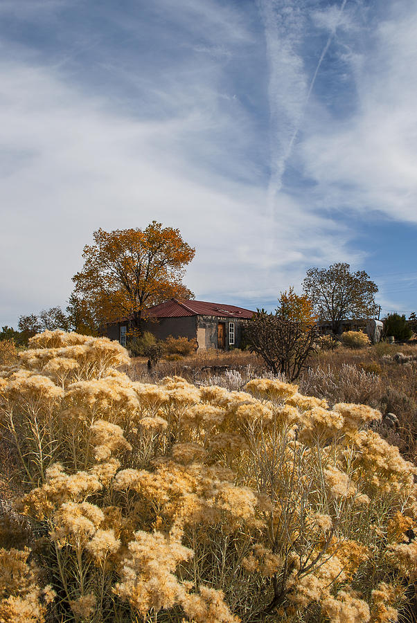 Santa Fe Photograph - Southwest Autumn Shrub by Alida Thorpe