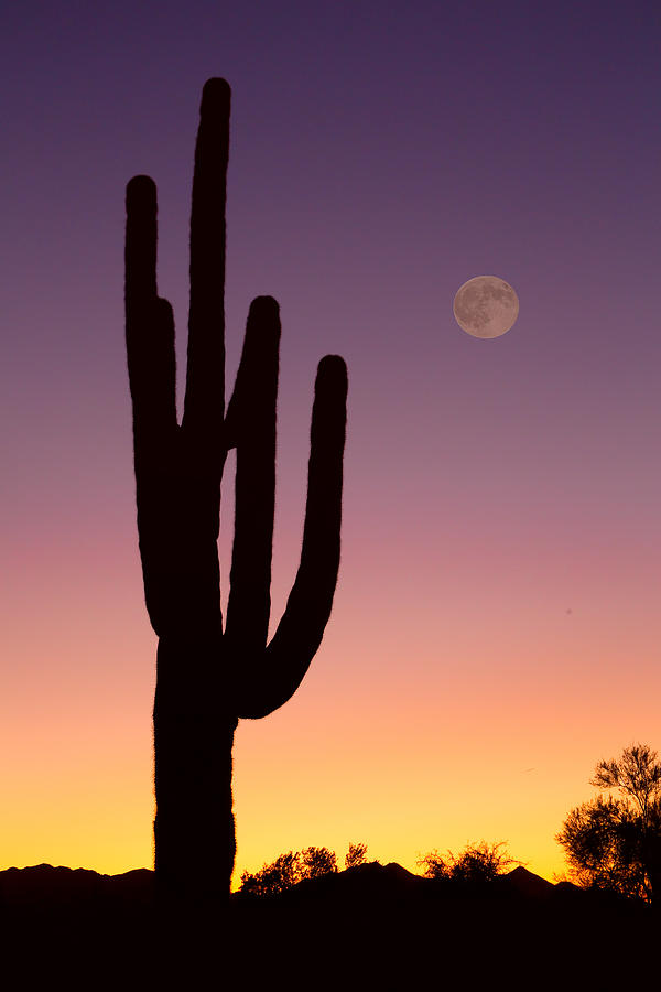Southwest Desert Moon Glow Photograph by James BO Insogna