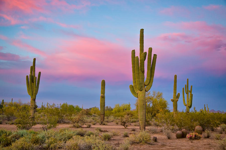 Southwest Desert Spring Photograph by James BO Insogna