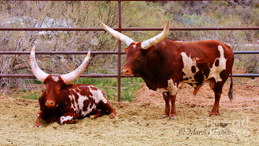 Southwest Long Horn Bulls Photograph by Tap On Photo