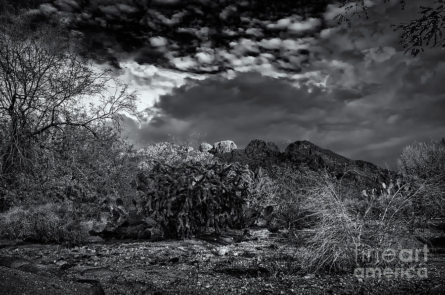 Tucson Photograph - Southwest Salad 04 by Mark Myhaver