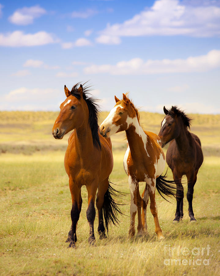 Nature Photograph - Southwest Wild Horses On Navajo Indian Reservation by Jerry Cowart