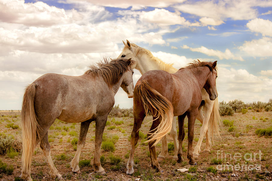 Wild Horses With White Stallion On Navajo Indian Reservation  Photograph by Jerry Cowart