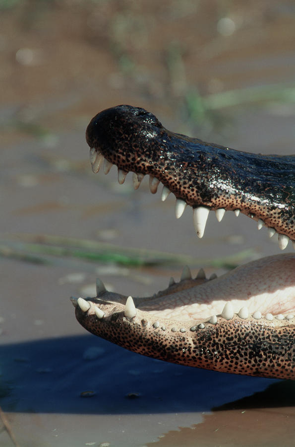 Alligator Photograph - Southwestern United States, American by Stuart Westmorland