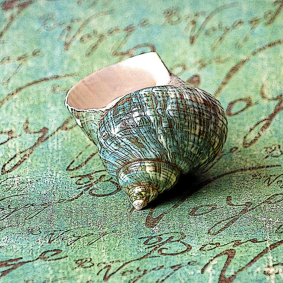 Souvenir Shell Photograph by Karen Stephenson