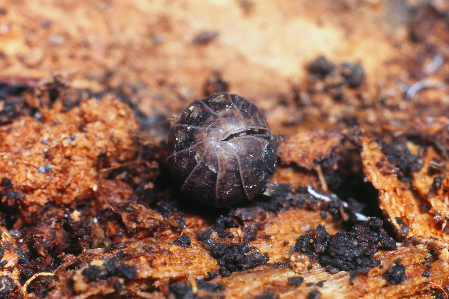 Sow Or Pill Bug Photograph by Harry Rogers - Fine Art America