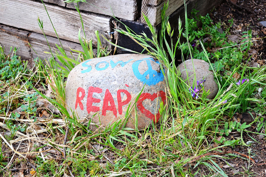 Sow Peace Reap Love Photograph by Holly Blunkall