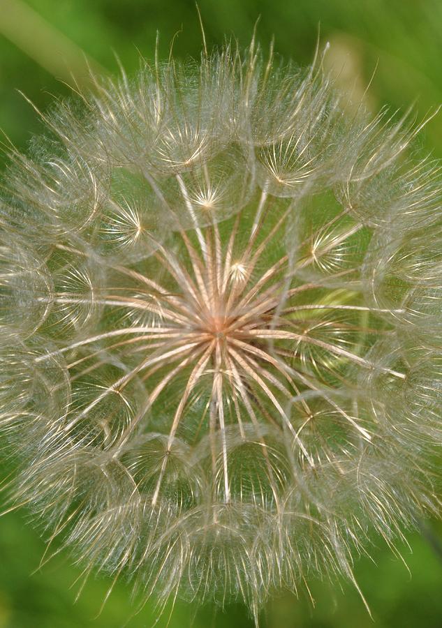 Sow Thistle Photograph by Valerie Kirkwood