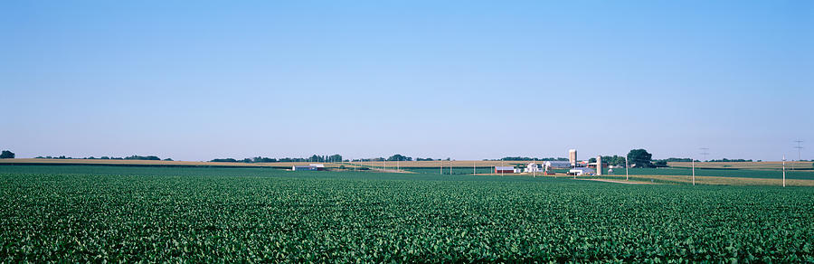 Tree Photograph - Soybean Field Ogle Co Il Usa by Panoramic Images