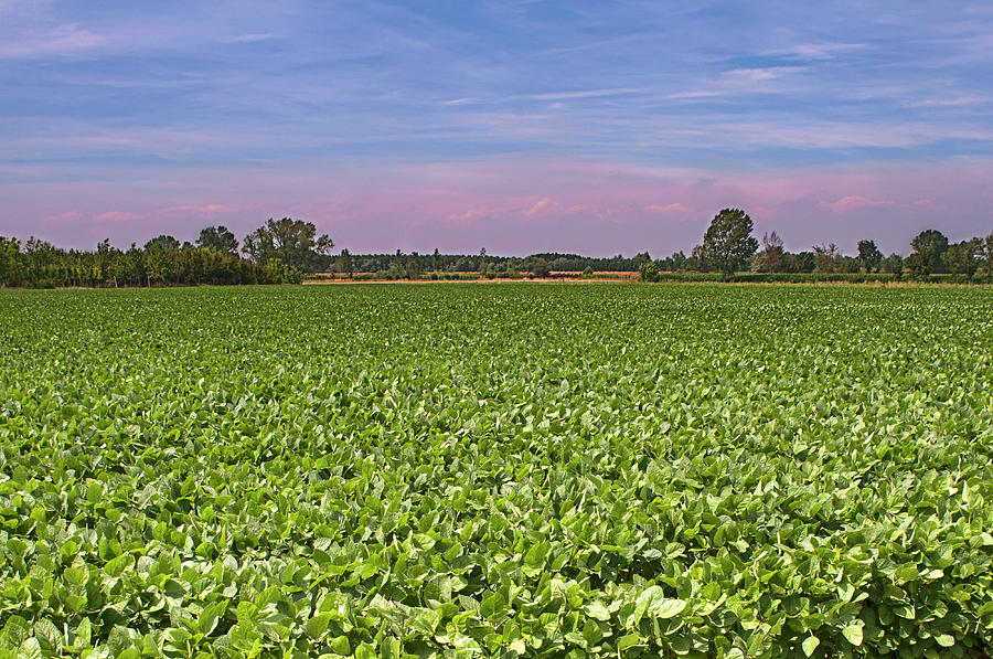 Soybean Field Photograph by Paolo Negri
