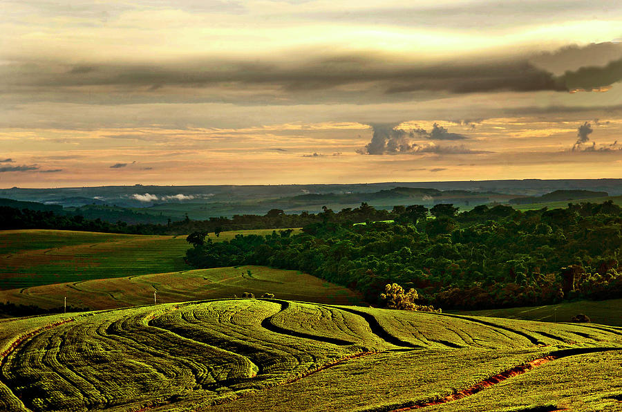 Soybean Fields Agriculture Photograph by Flavio ConceiÇÃo Fotos