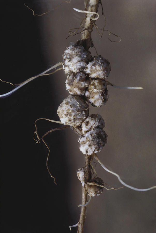 Soybean Root Nodules Photograph by Dan Guravich