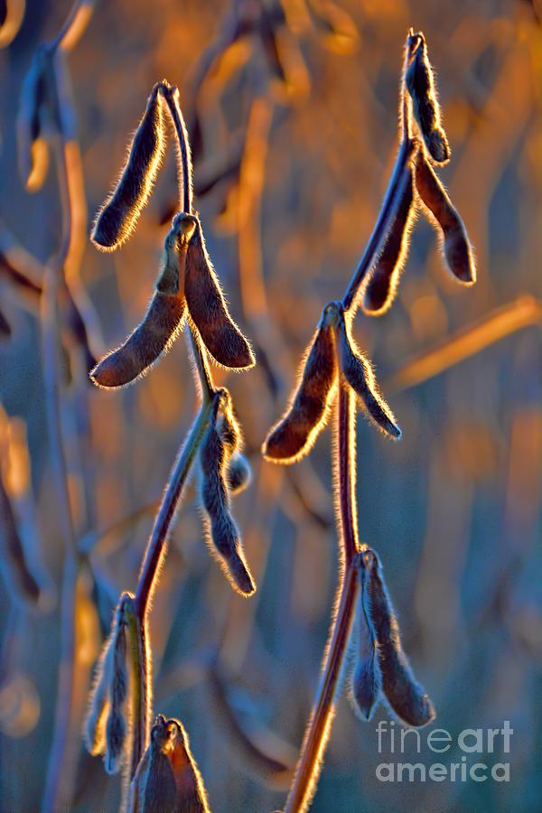 Soybean Sunrise Photograph by Henry Kowalski