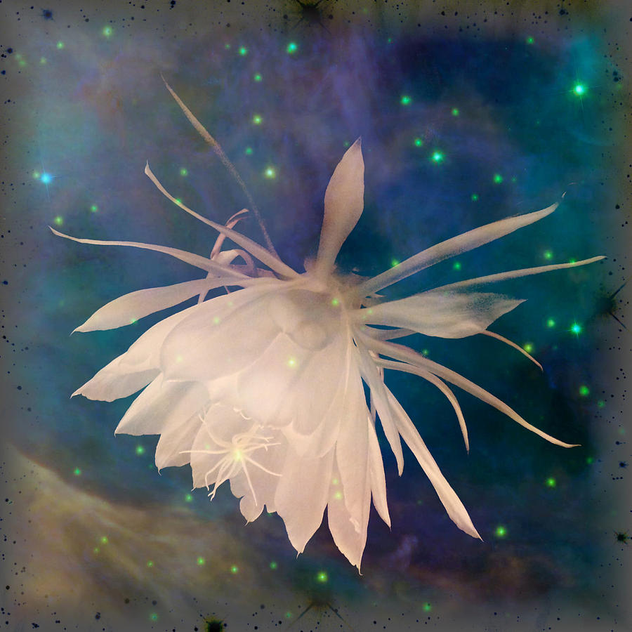 Space Moon Flower Photograph