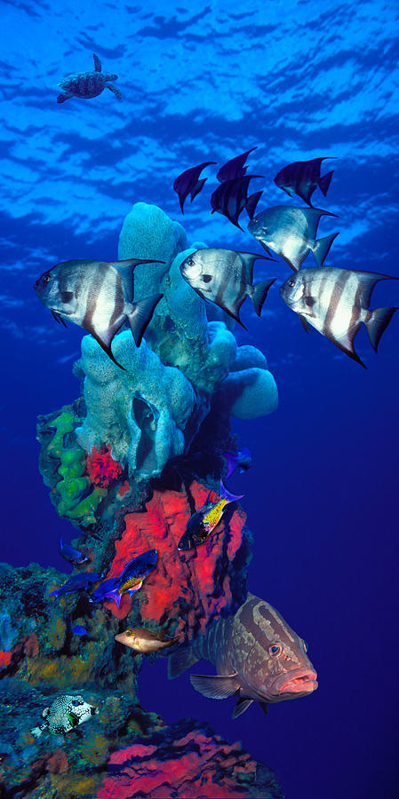 Spadefishes With Nassau Grouper Photograph by Panoramic Images