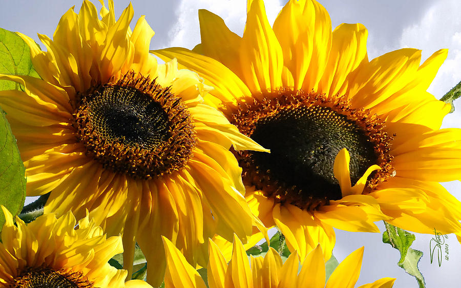 Spades Sunflowers Digital Art by M Spadecaller
