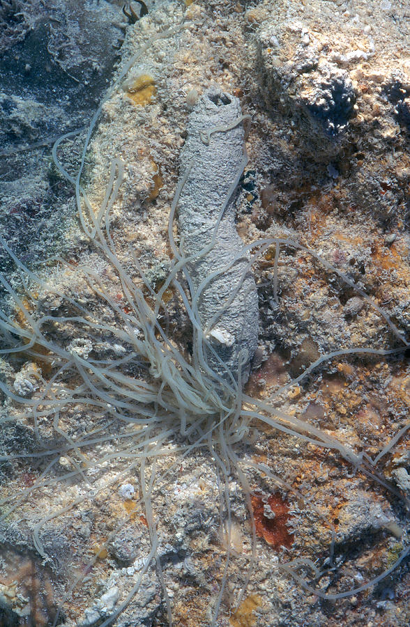 Spaghetti Worm Photograph by Newman & Flowers