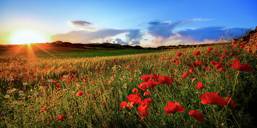 Spain, Menorca, Field Of Poppy Flowers Photograph by Westend61