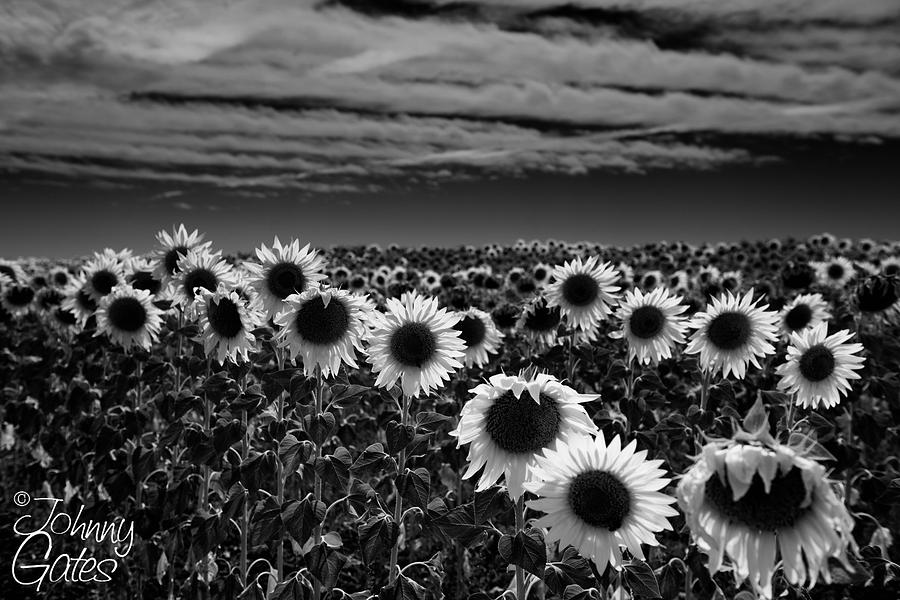 Spainish Sunflowers Photograph by Johnny Gates - Fine Art America