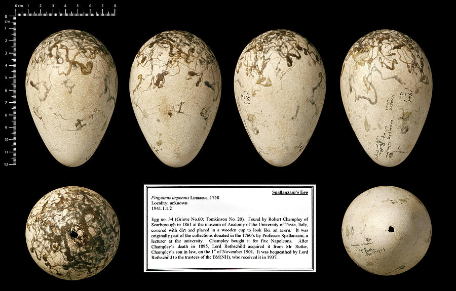 Spallanzani's Great Auk Egg Photograph by Natural History Museum ...