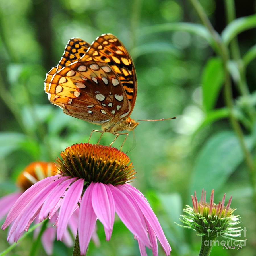 Spangled Butterfly Forest Photograph by Nava Thompson