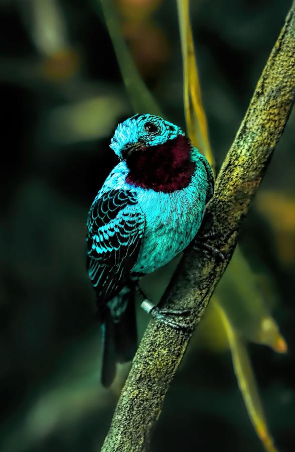Spangled Cotinga Turquoise Bird Painting by Tracie Schiebel