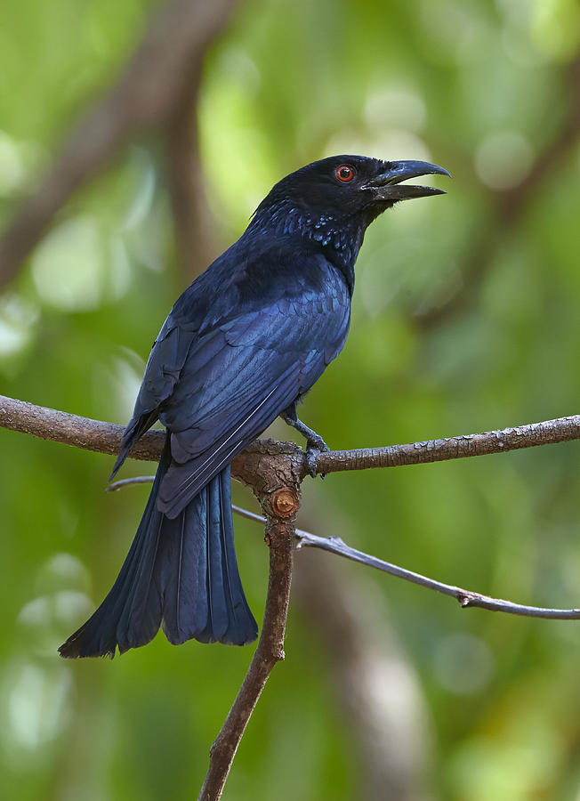 Spangled Drongo Calling Queensland Photograph by Martin Willis