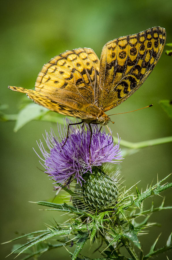 Spangled Fritillary on Thistle 2 Photograph by Bradley Clay
