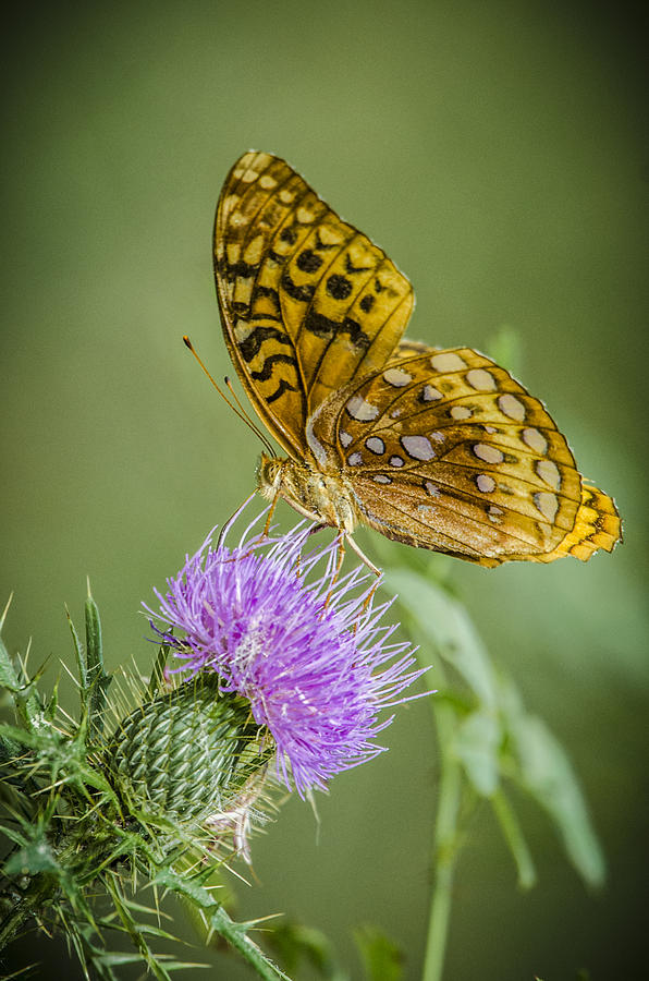Spangled Fritillary on Thistle Photograph by Bradley Clay