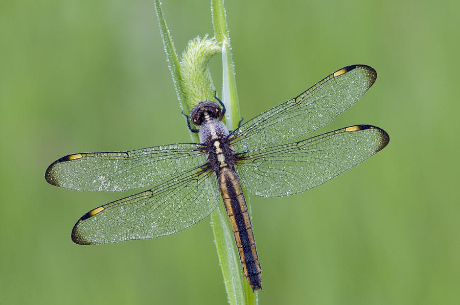 Spangled Skimmer Dragonfly Photograph by Steve Gettle