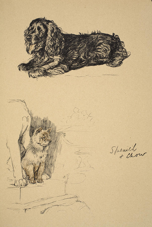 Spaniel And Chow, 1930, Illustrations Drawing by Cecil Charles Windsor Aldin