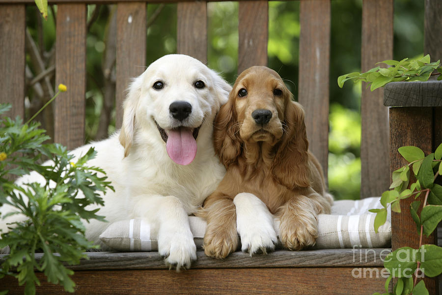 Spaniel And Retriever Dogs Photograph by Jean-Michel Labat