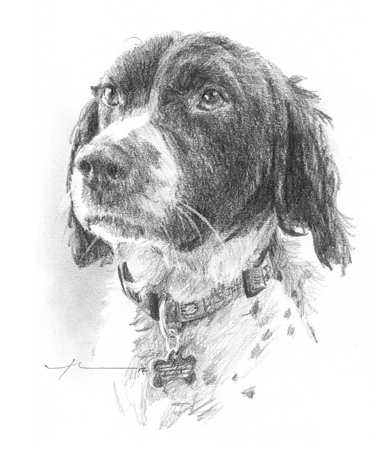 Spaniel Dog Pencil Portrait Drawing by Mike Theuer Spaniel Dog Pencil Portrait Drawing by Mike Theuer