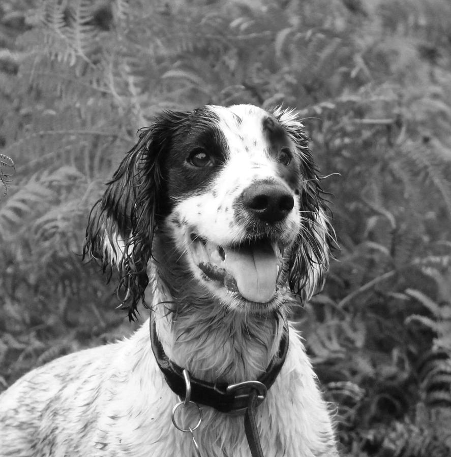 Spaniel portrait in black and white Photograph by Tom Conway