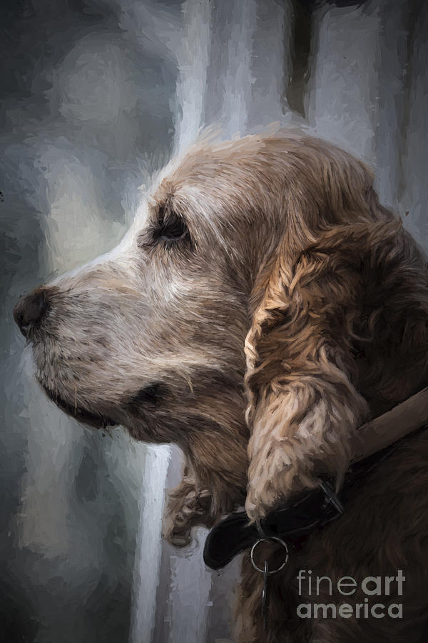 Dog Photograph - Spaniel profile by Sheila Smart Fine Art Photography