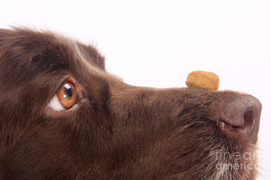 Spaniel With Biscuit Photograph by Christine Steimer