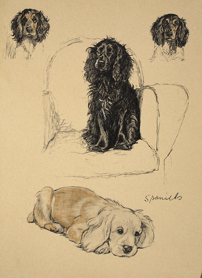 Spaniels, 1930, Illustrations Drawing by Cecil Charles Windsor Aldin