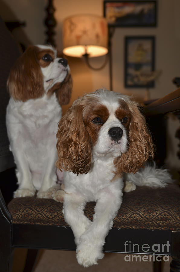 Spaniels Photograph by Dale Powell