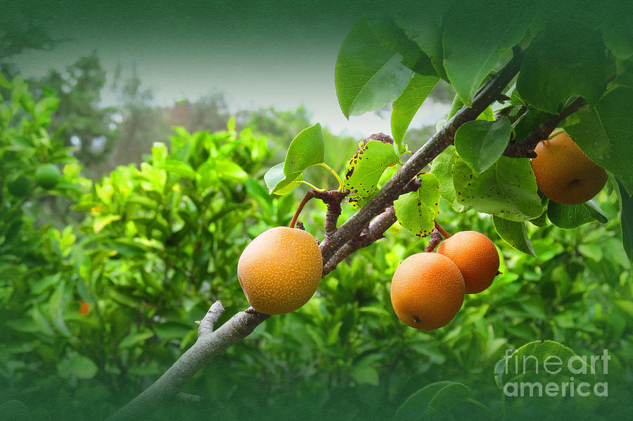 Spanish Asian Pears Photograph