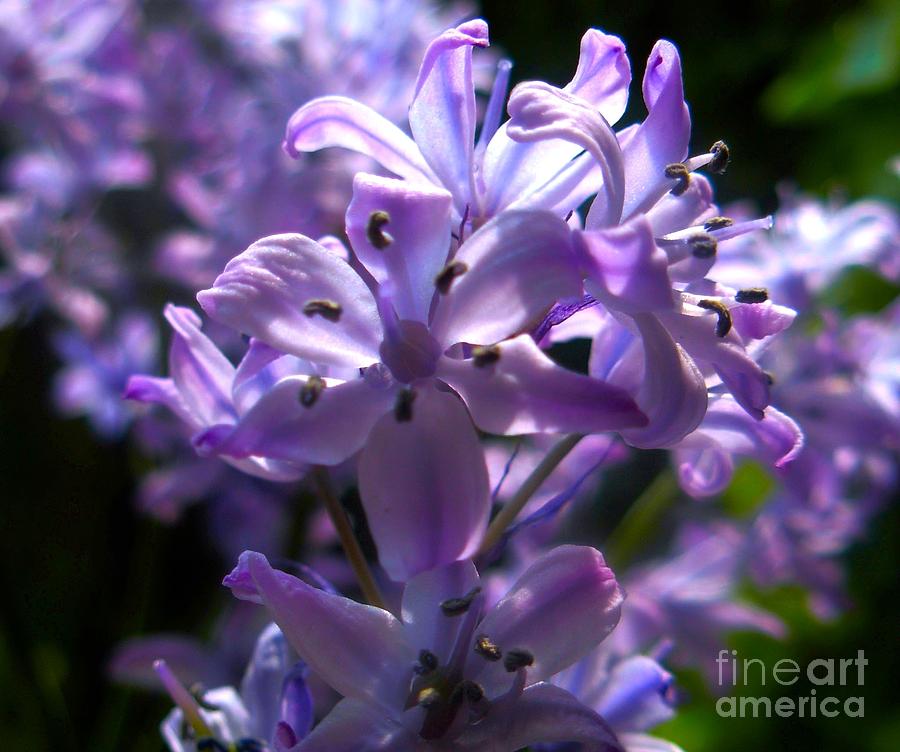 Spanish Bluebells Close up Photograph by Joan-Violet Stretch