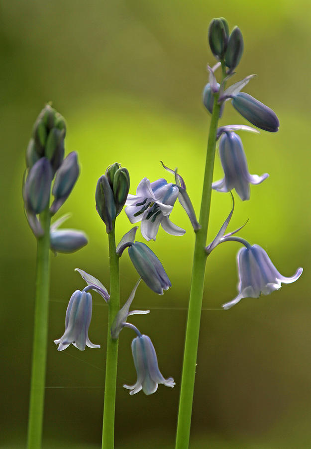 Spanish Bluebells in Bloom Photograph by Juergen Roth