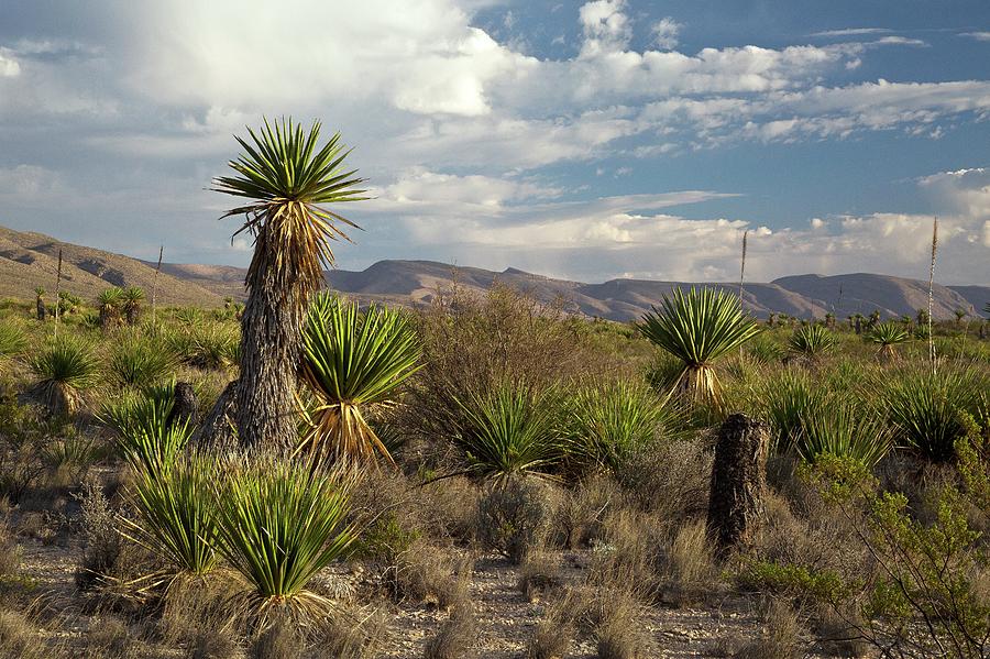 Big Bend National Park Photograph - Spanish Dagger (yucca Faxoniana) by Bob Gibbons/science Photo Library