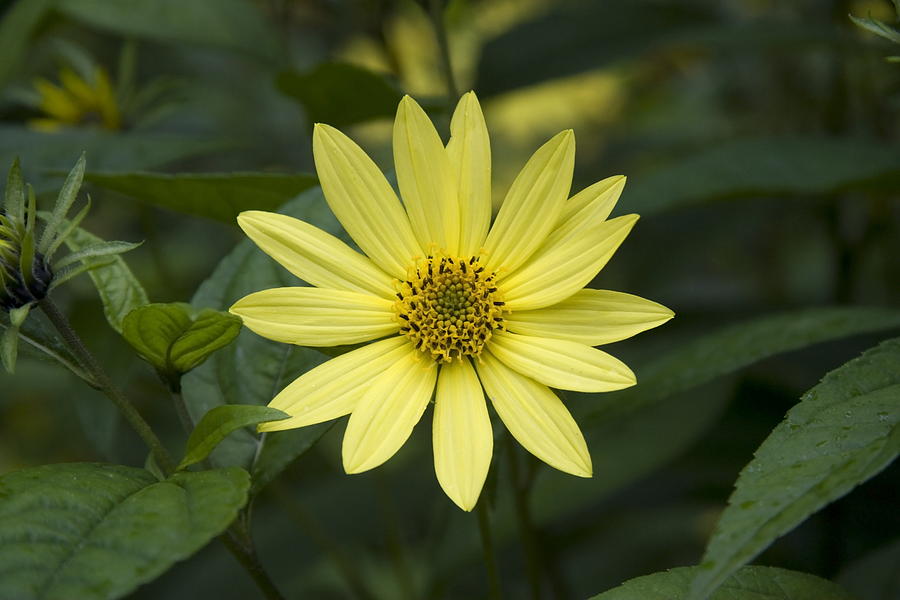 spanish-daisy-in-allotments-in-utrecht-netherlands-photograph-by-ronald