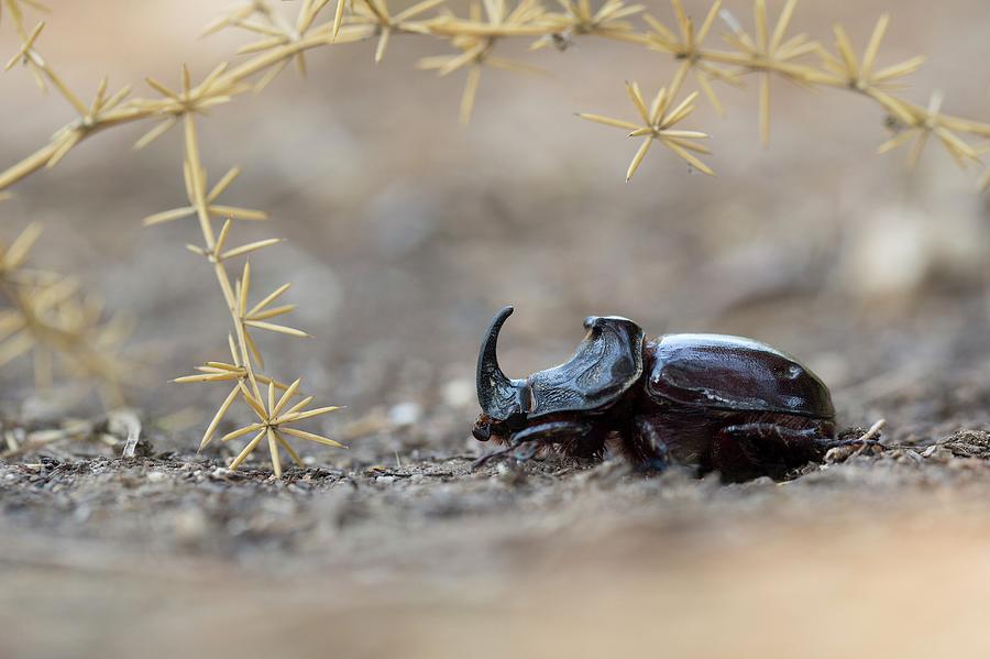 Spanish Dung Beetle (copris Hispanus) Photograph by Photostock-israel ...