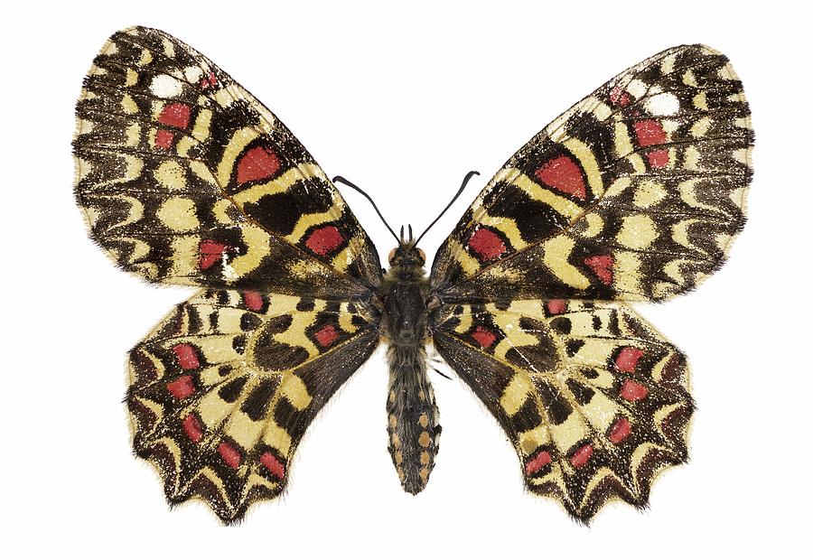 Spanish festoon butterfly Photograph by Science Photo Library
