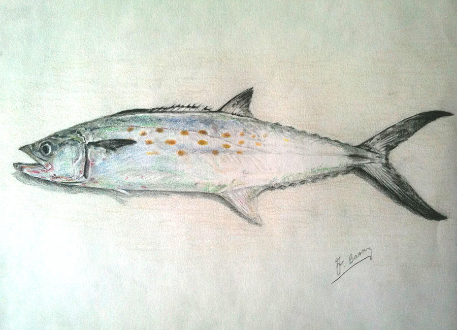 Fish Painting - Spanish by George  Bason