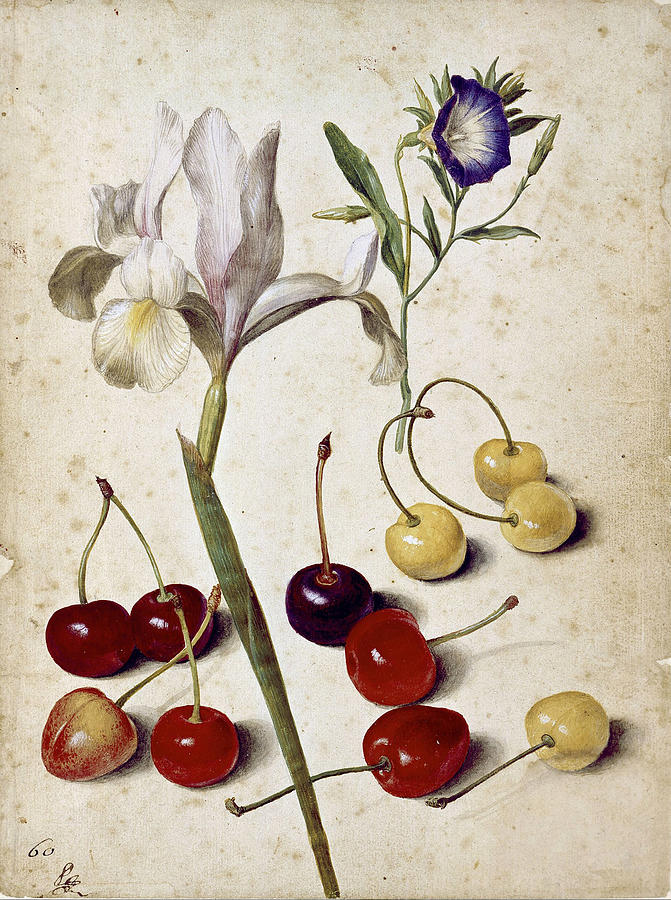 Still Life Drawing - Spanish iris morning glory and cherries by Georg Flegel