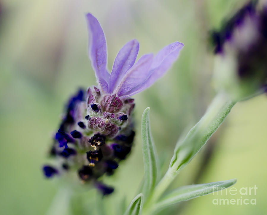 Spanish Lavender Flowers Photograph by Wilma  Birdwell